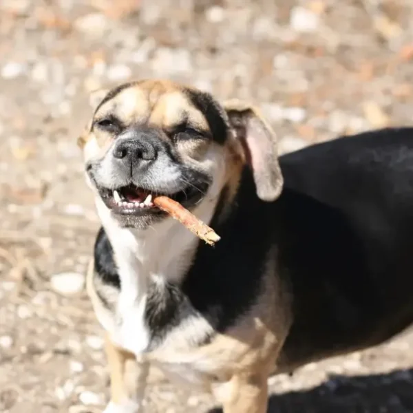 Amy en Guardería canina Damelapatita