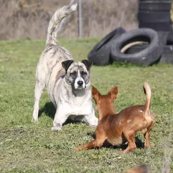 Tati Ataulfa y Rowan jugando Guardería canina Damelapatita