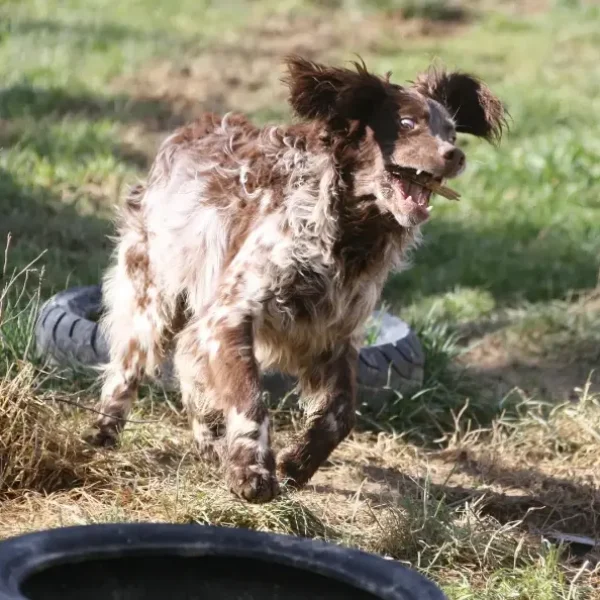 Virginia Millares Damelapatita Educación canina perro Estamos muy Locos