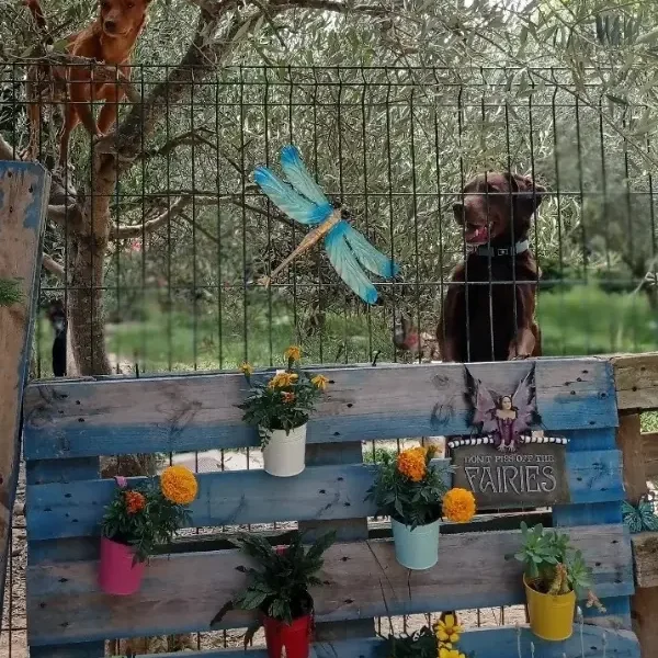 Virginia Millares Damelapatita Educación canina perros camuflaje